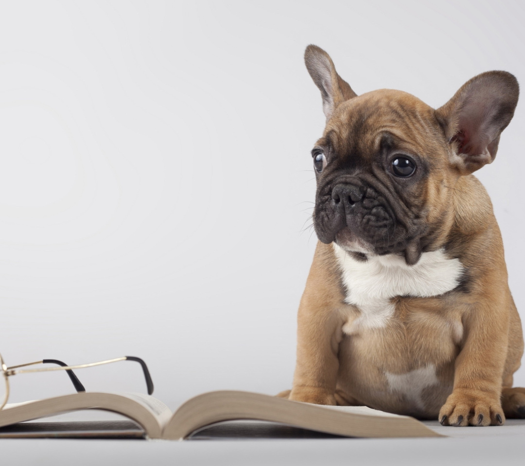 Fondo de pantalla Pug Puppy with Book 1080x960