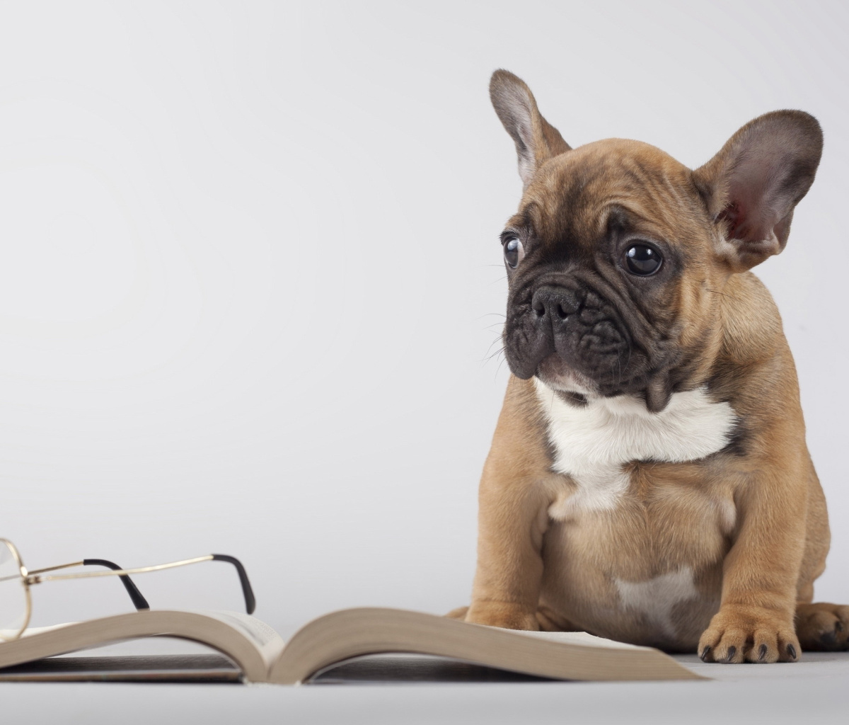 Обои Pug Puppy with Book 1200x1024