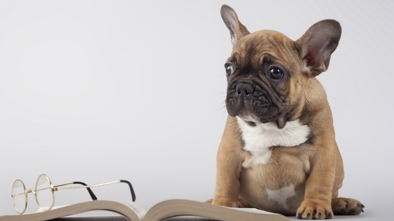 Pug Puppy with Book wallpaper 1366x768