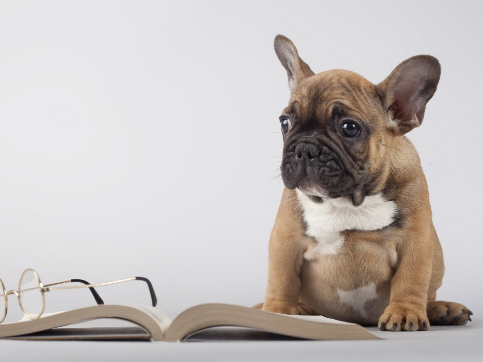 Обои Pug Puppy with Book 1600x1200