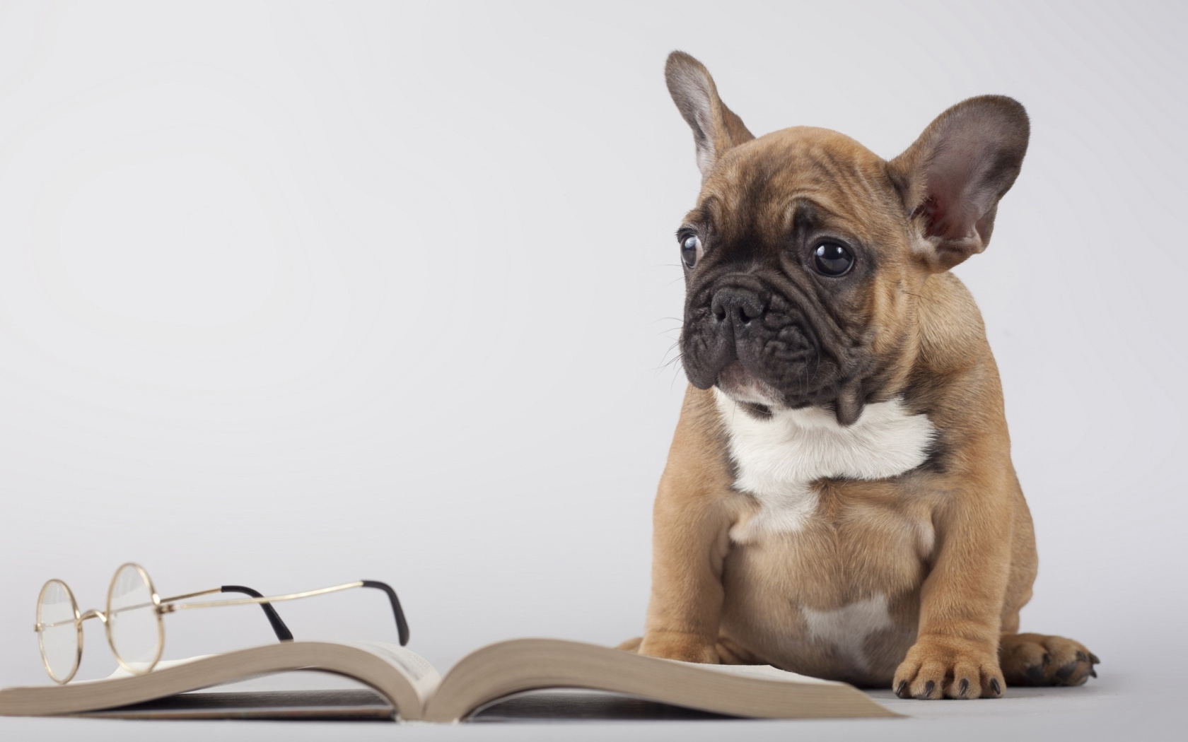 Pug Puppy with Book wallpaper 1680x1050