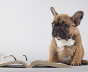Fondo de pantalla Pug Puppy with Book 176x144