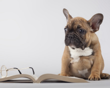 Pug Puppy with Book wallpaper 220x176