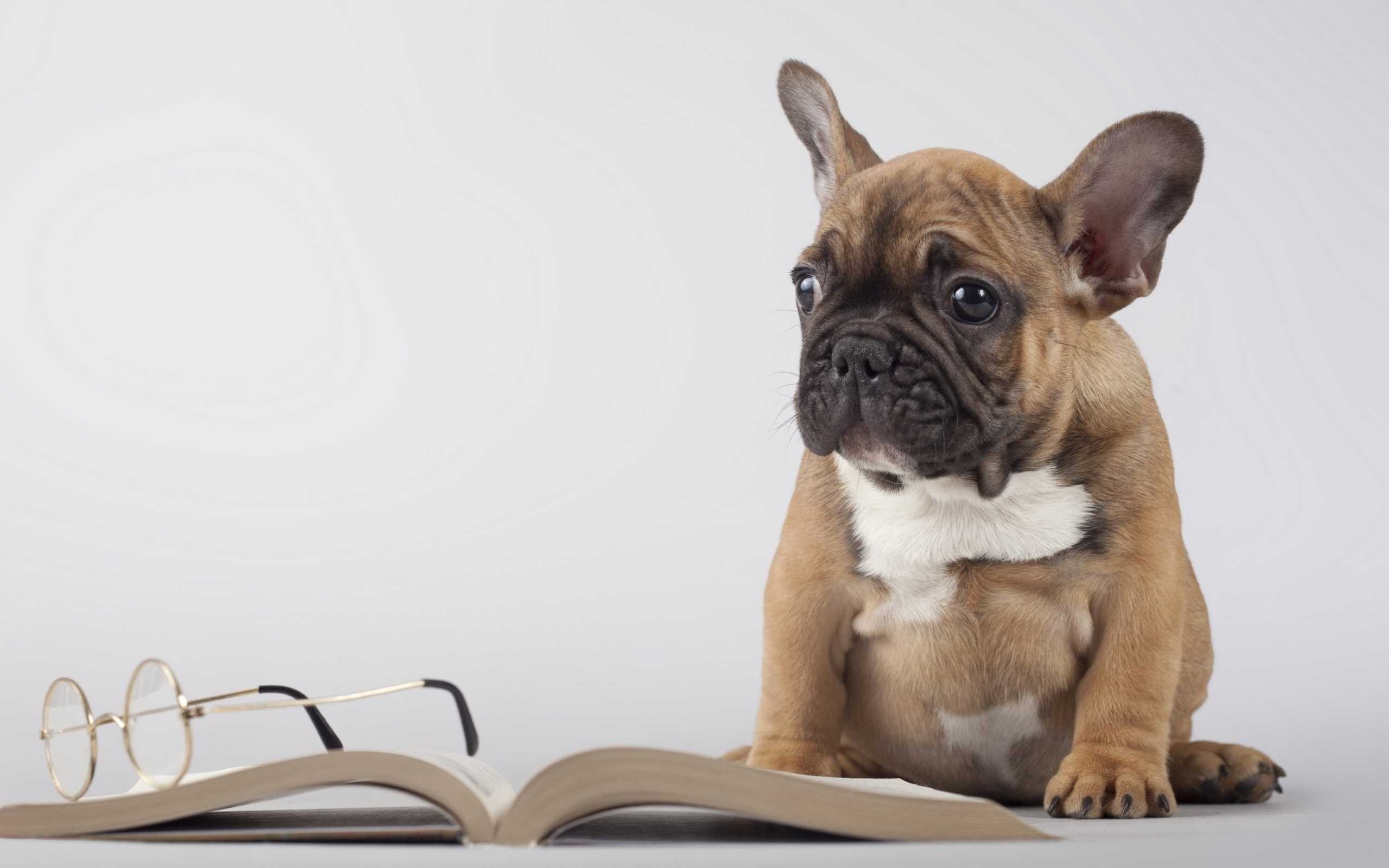 Обои Pug Puppy with Book 2560x1600