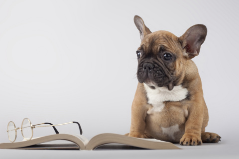 Fondo de pantalla Pug Puppy with Book 480x320