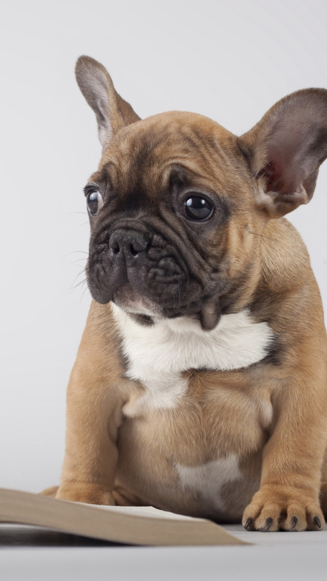 Pug Puppy with Book wallpaper 640x1136