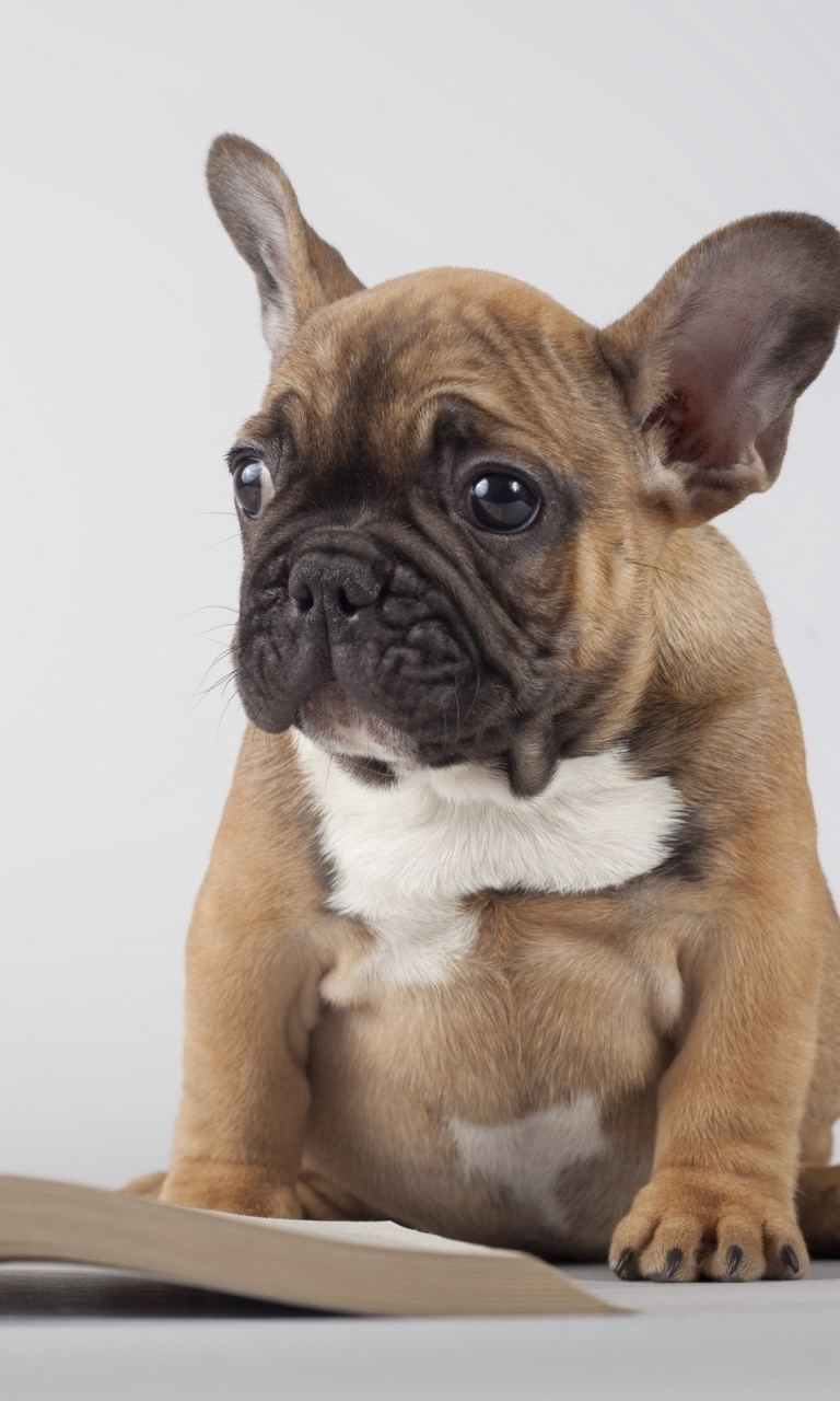 Das Pug Puppy with Book Wallpaper 768x1280