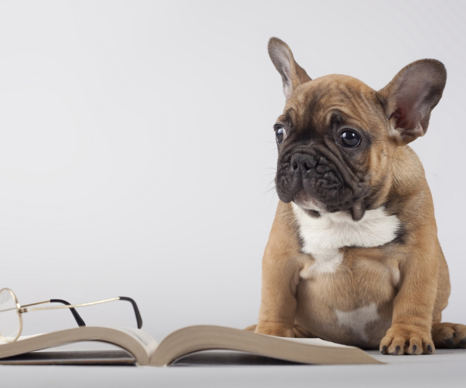 Pug Puppy with Book wallpaper 960x800
