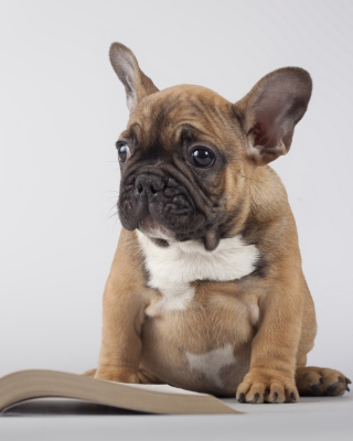 Kostenloses Pug Puppy with Book Wallpaper für 240x320