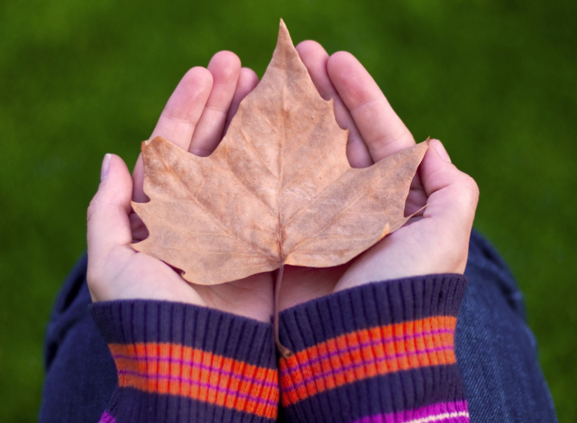 Обои Leaf In Hands 1920x1408