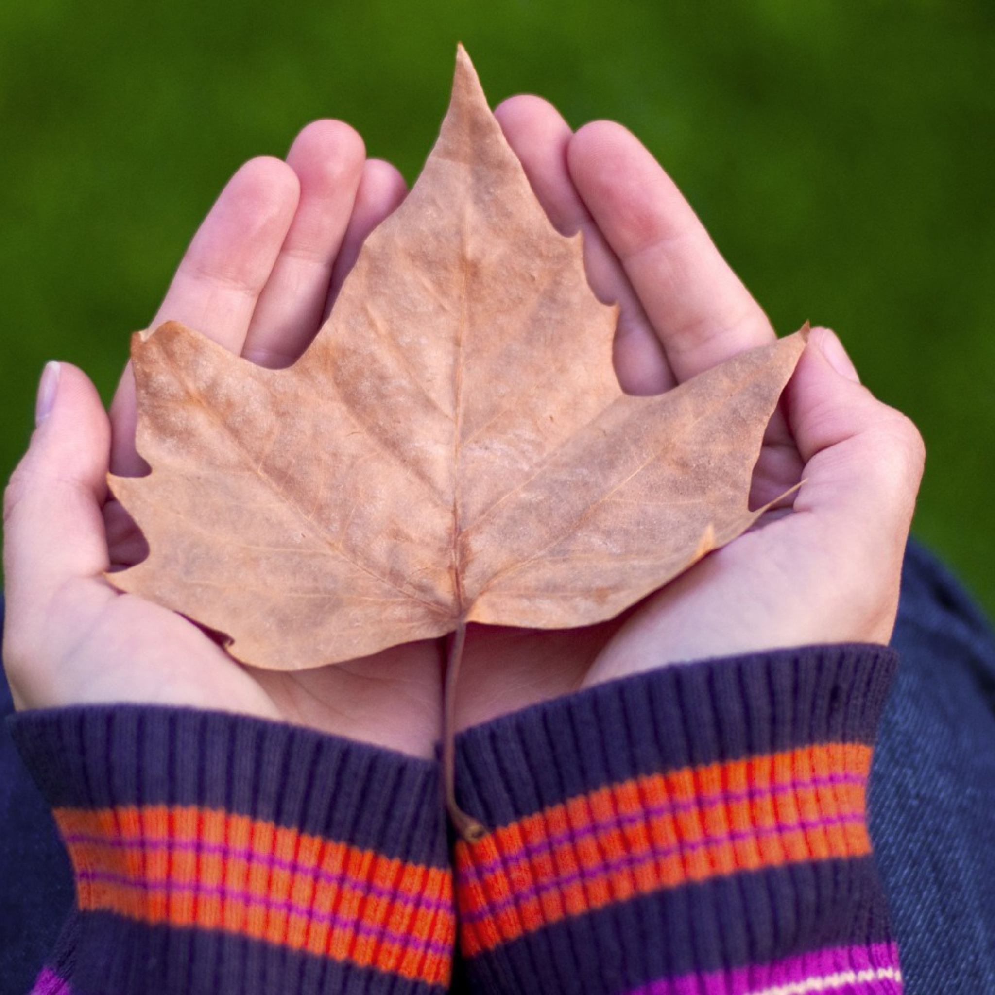 Fondo de pantalla Leaf In Hands 2048x2048