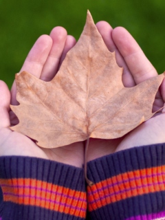 Das Leaf In Hands Wallpaper 240x320