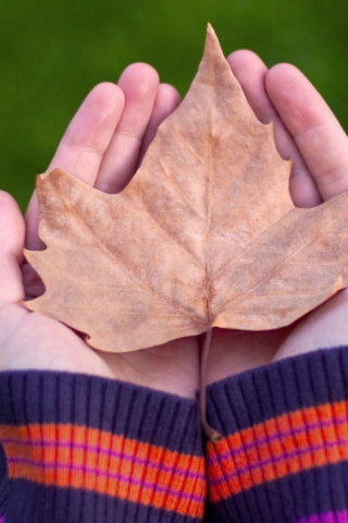 Обои Leaf In Hands 320x480