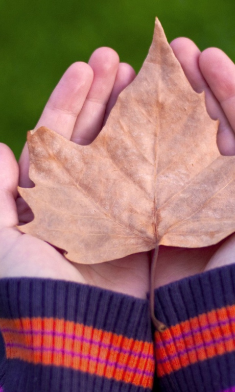 Обои Leaf In Hands 480x800