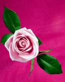 Fondo de pantalla Pink Rose 128x160