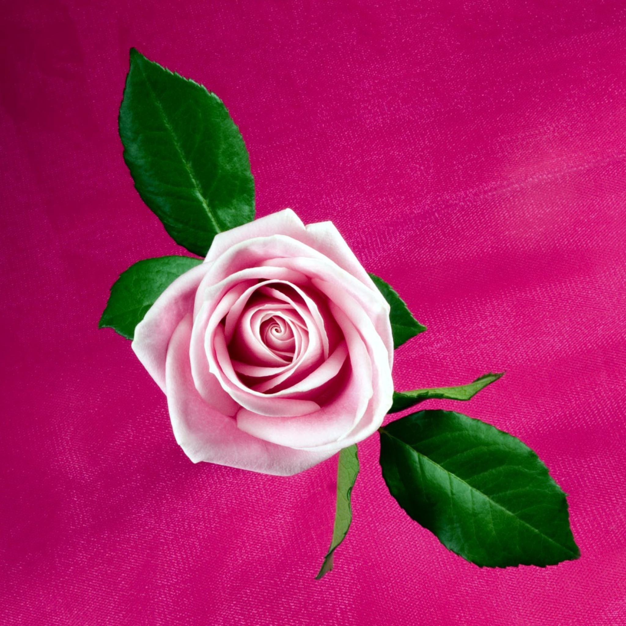Sfondi Pink Rose 2048x2048