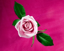 Обои Pink Rose 220x176