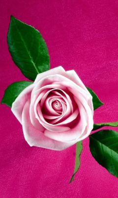 Fondo de pantalla Pink Rose 240x400
