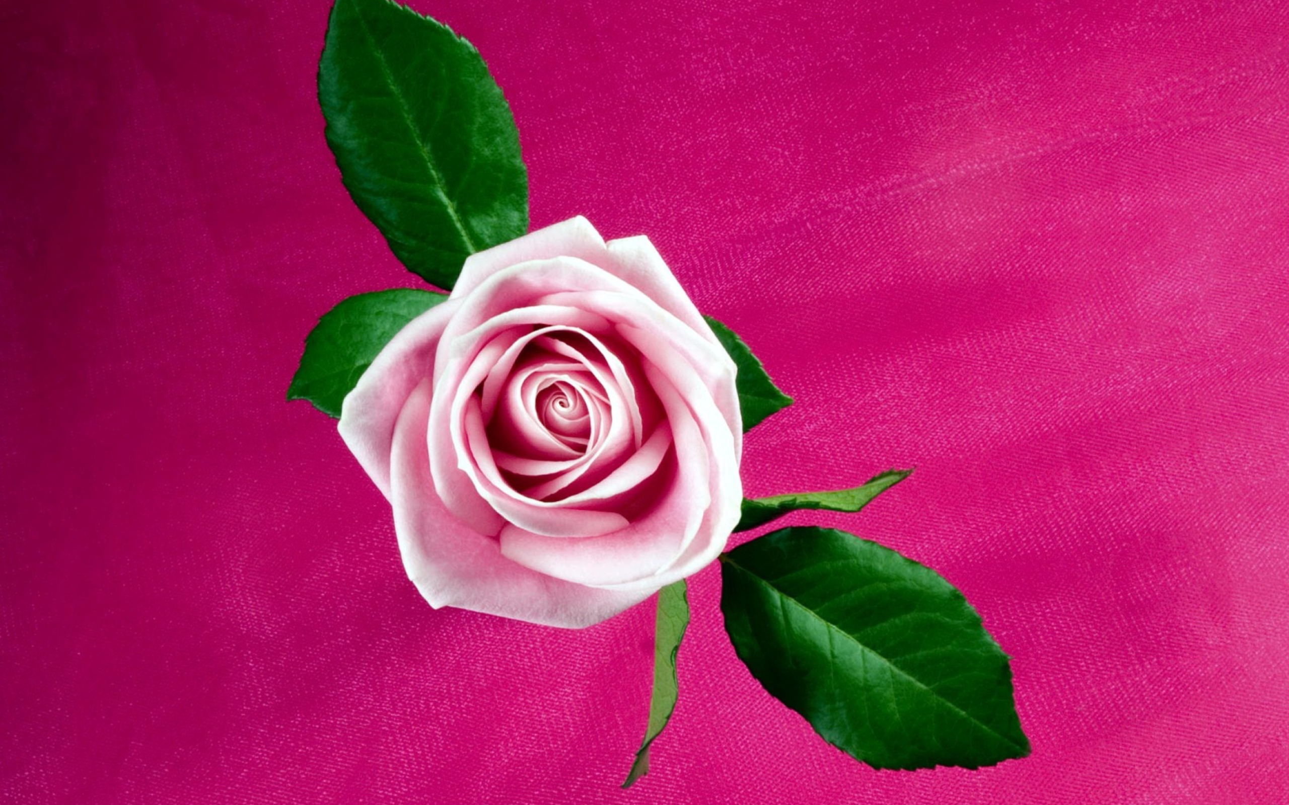 Pink Rose wallpaper 2560x1600