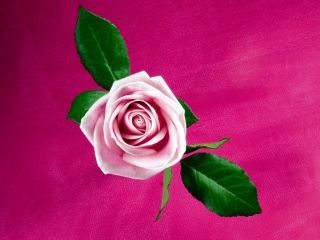 Pink Rose wallpaper 320x240