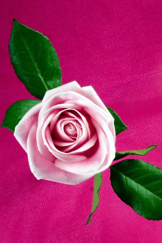 Das Pink Rose Wallpaper 320x480