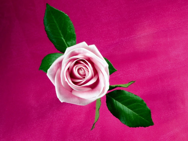 Fondo de pantalla Pink Rose 640x480