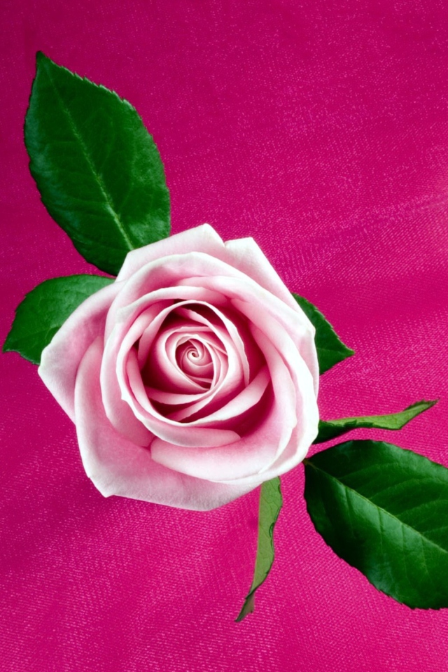 Das Pink Rose Wallpaper 640x960