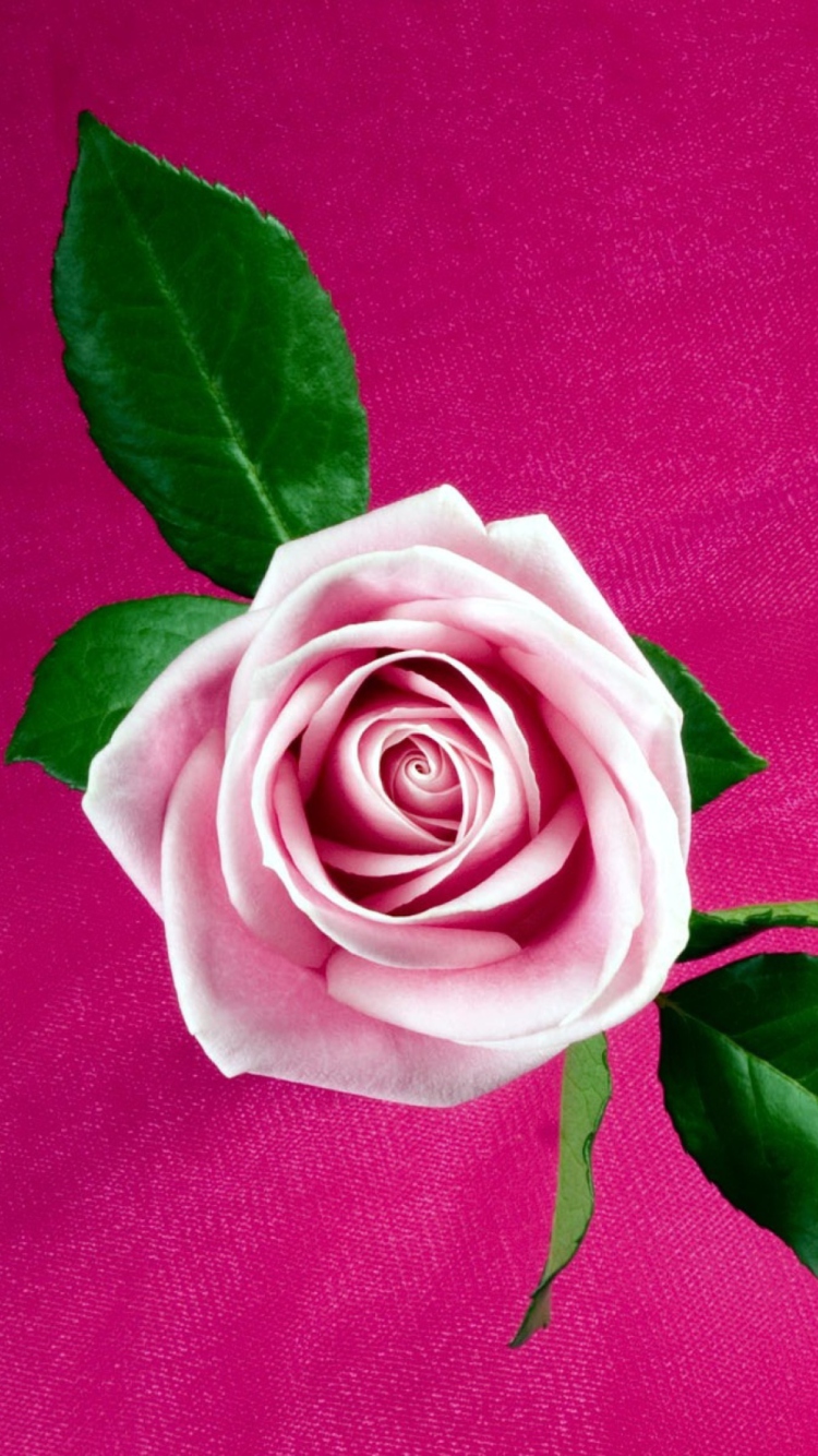 Fondo de pantalla Pink Rose 750x1334