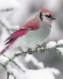 Snow Bird wallpaper 128x160