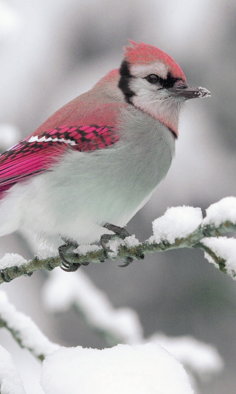 Snow Bird wallpaper 480x800