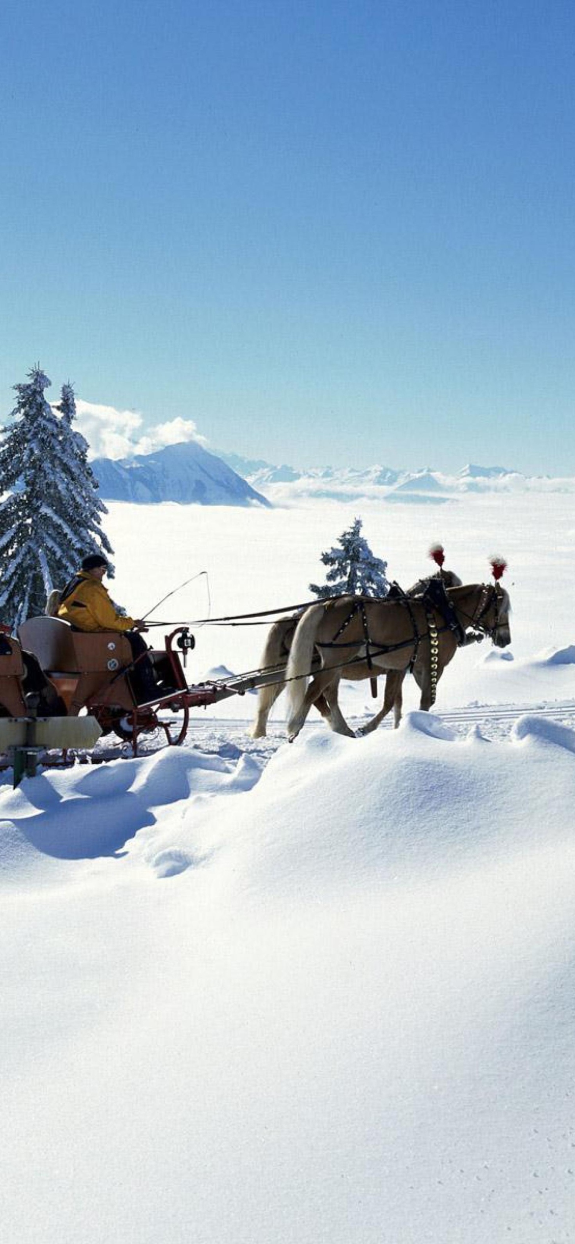 Winter Snow And Sleigh With Horses wallpaper 1170x2532
