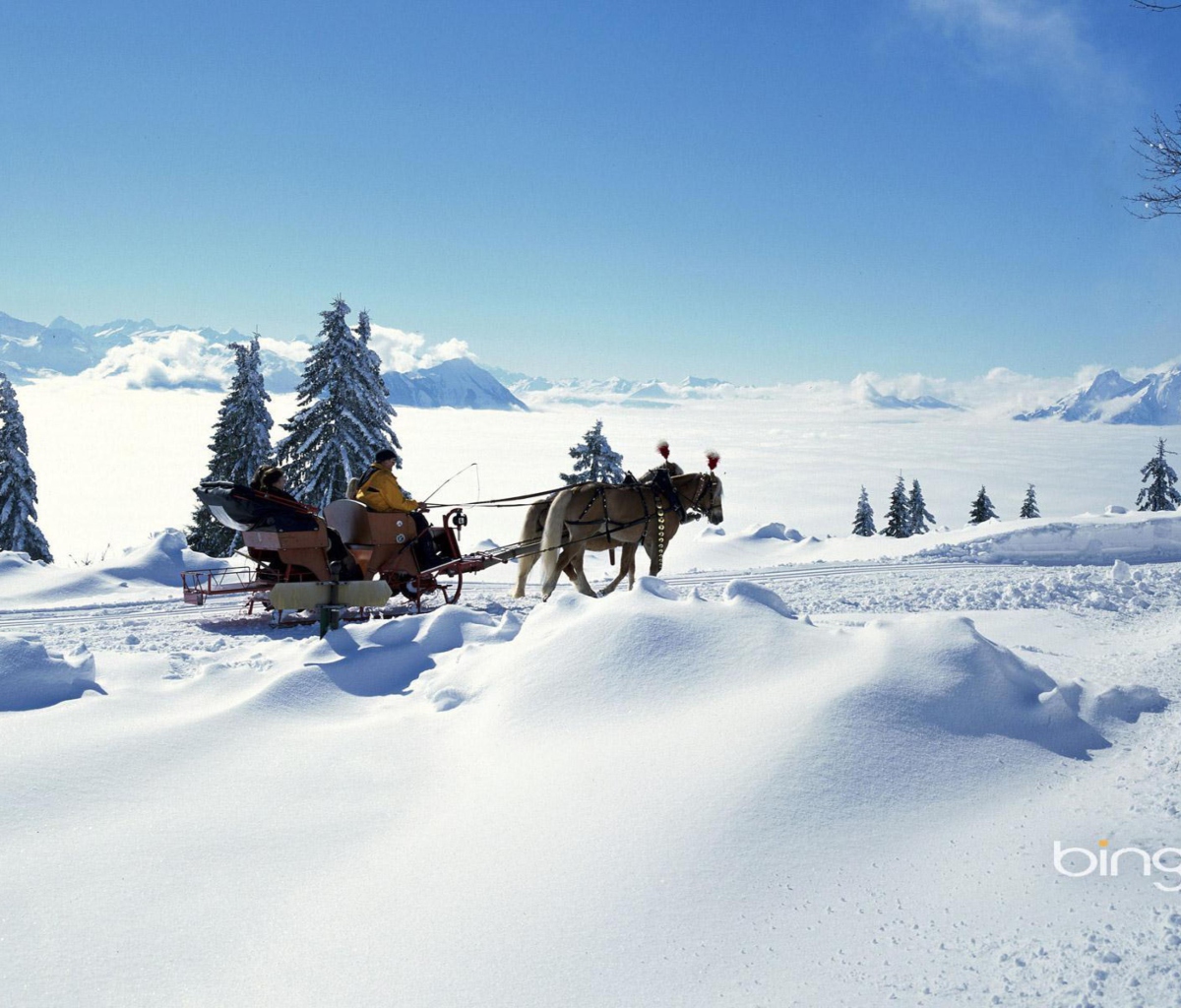 Обои Winter Snow And Sleigh With Horses 1200x1024