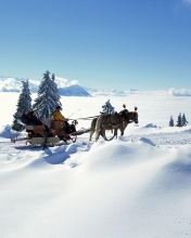 Winter Snow And Sleigh With Horses wallpaper 176x220