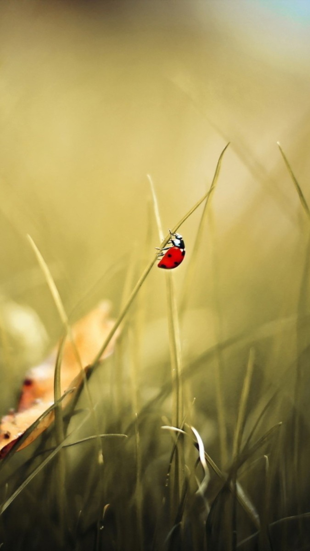 Lady Bug At Meadow wallpaper 1080x1920