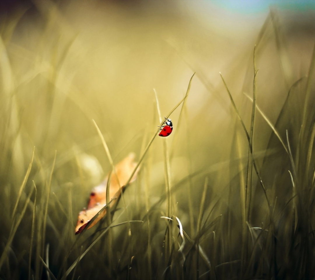 Lady Bug At Meadow wallpaper 1080x960