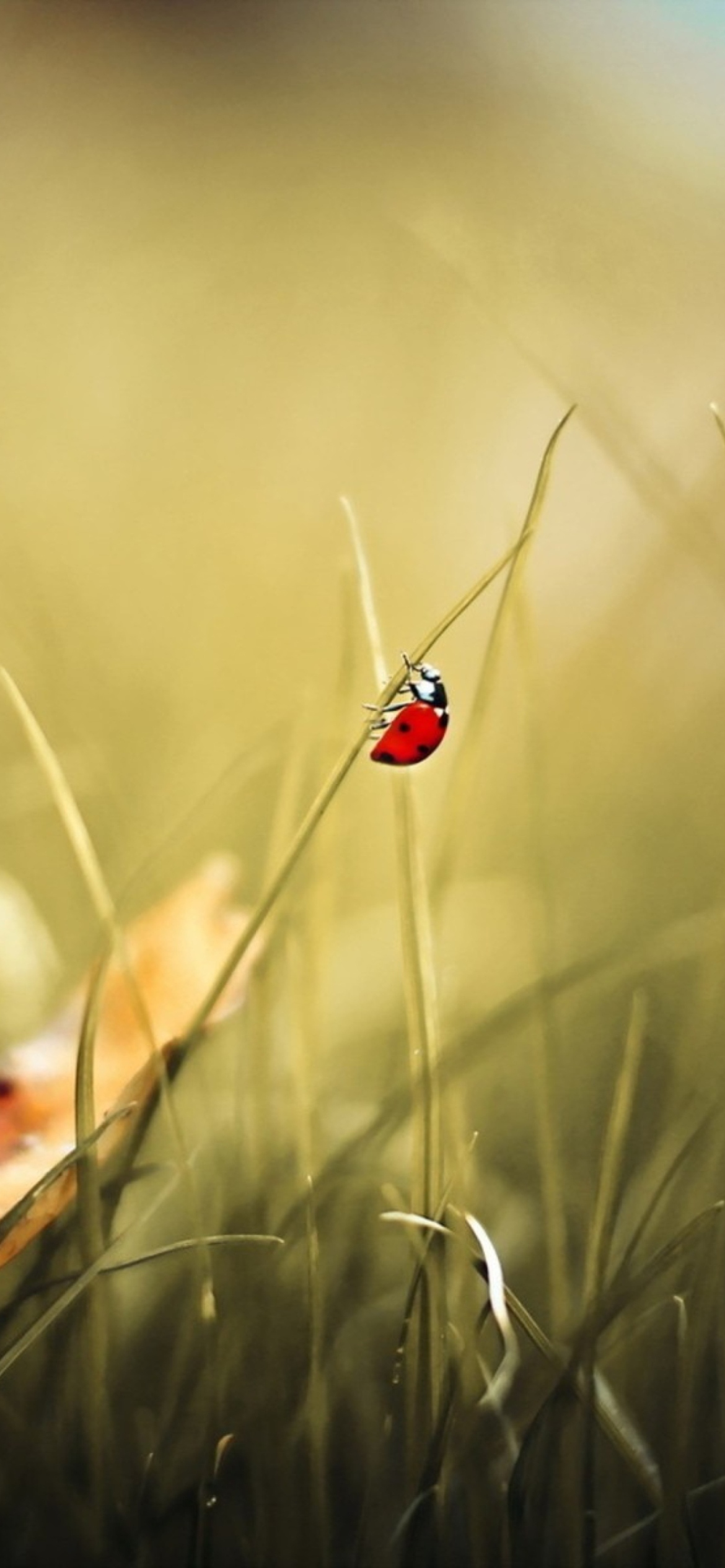 Lady Bug At Meadow screenshot #1 1170x2532
