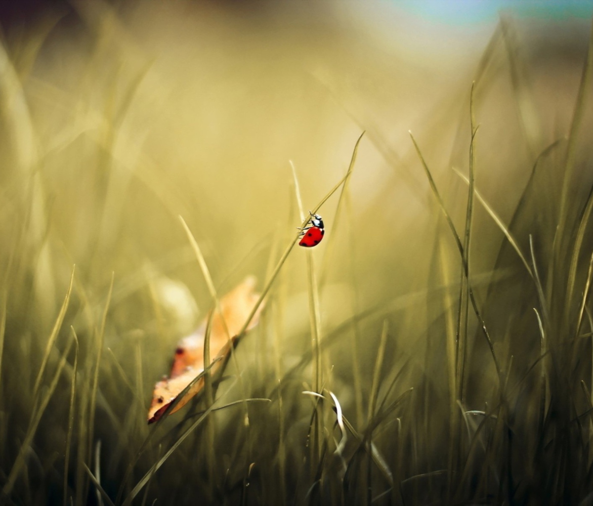 Das Lady Bug At Meadow Wallpaper 1200x1024