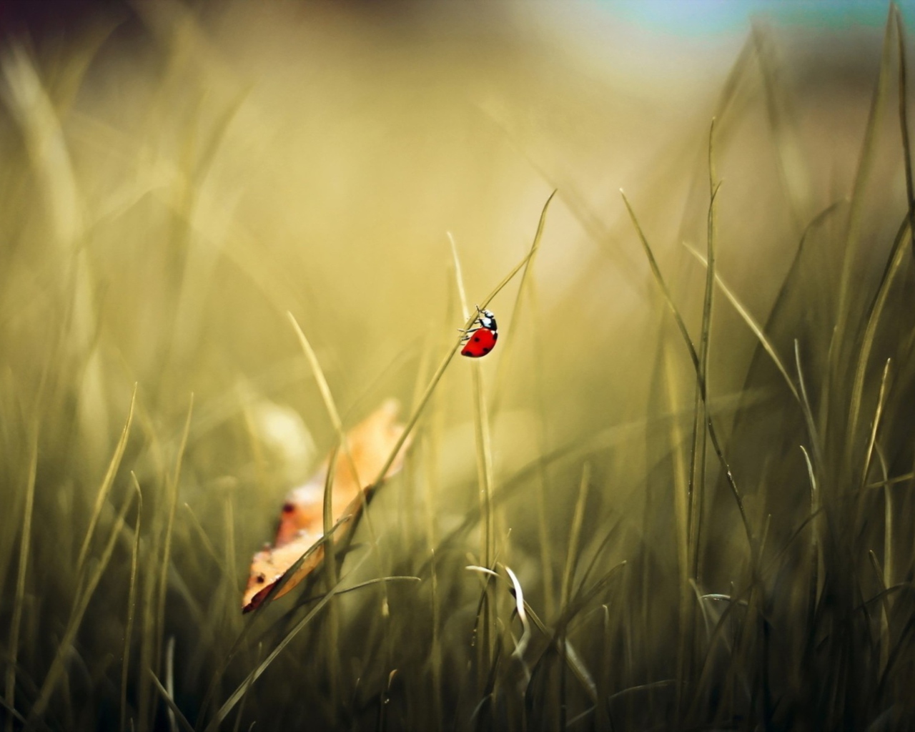 Lady Bug At Meadow wallpaper 1280x1024