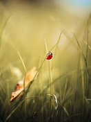Lady Bug At Meadow screenshot #1 132x176