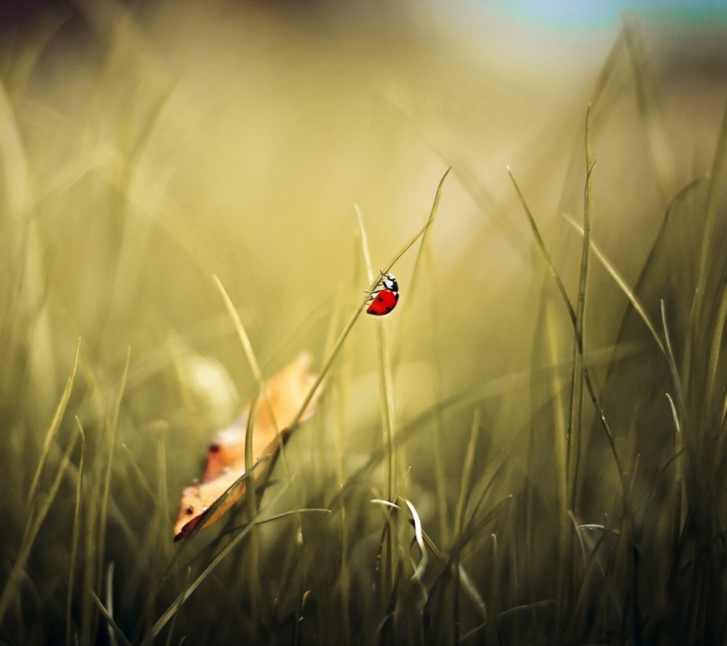 Lady Bug At Meadow wallpaper 1440x1280