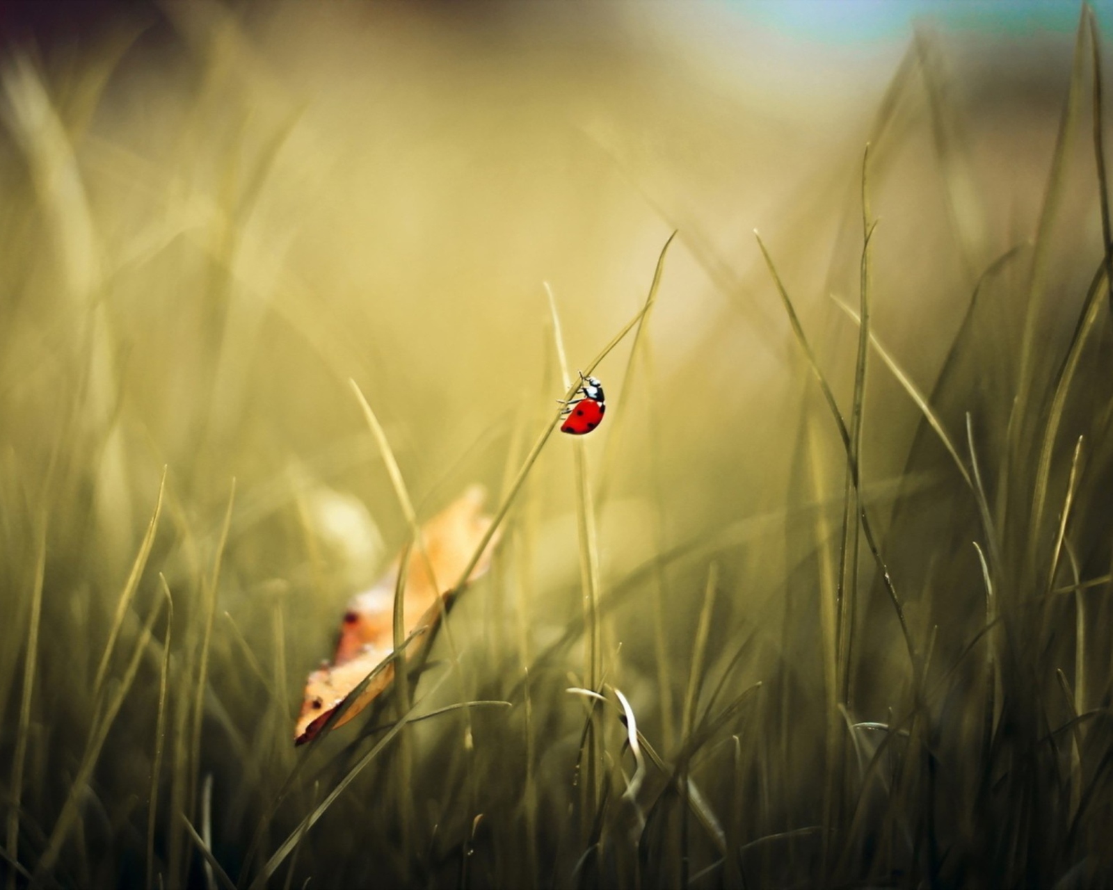 Das Lady Bug At Meadow Wallpaper 1600x1280