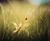 Lady Bug At Meadow wallpaper 176x144