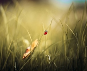 Das Lady Bug At Meadow Wallpaper 176x144