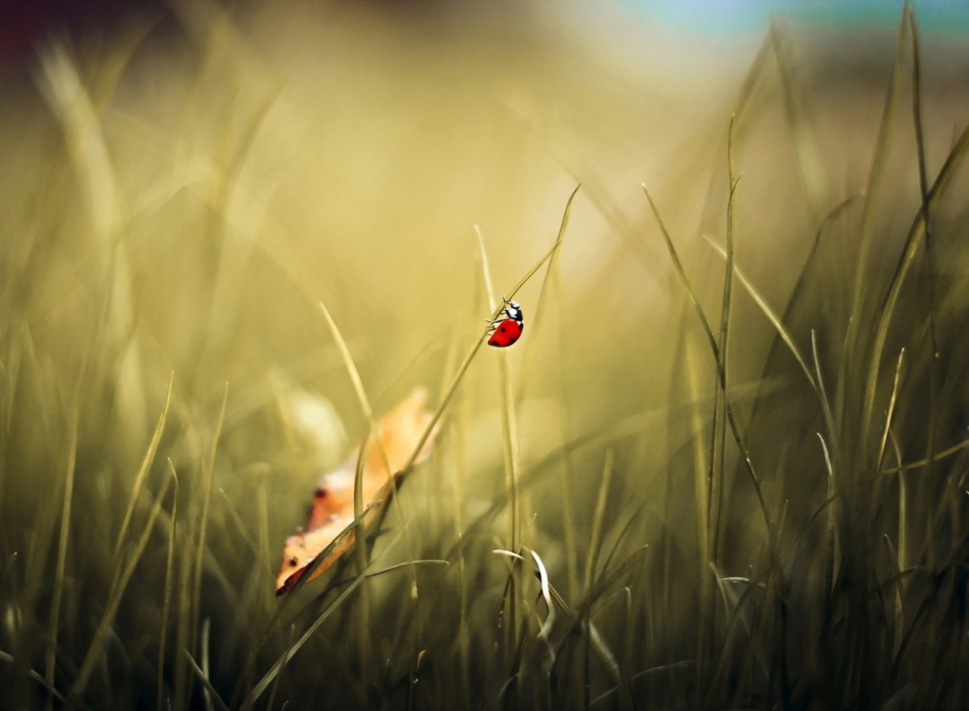 Fondo de pantalla Lady Bug At Meadow 1920x1408