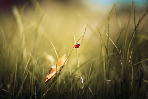 Lady Bug At Meadow wallpaper 480x320