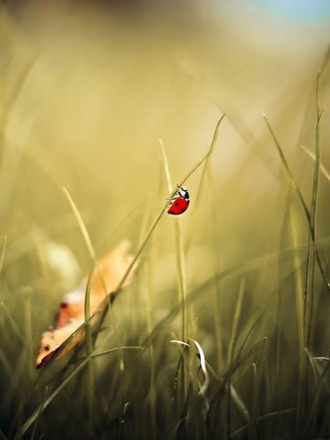 Lady Bug At Meadow wallpaper 480x640