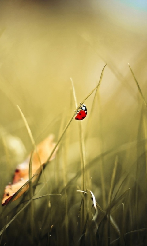 Sfondi Lady Bug At Meadow 480x800