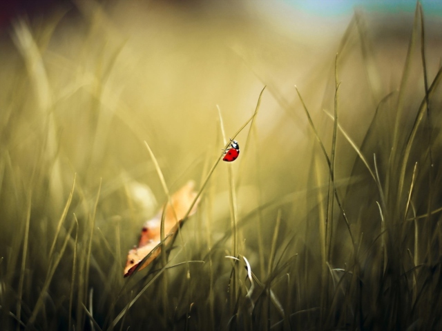 Lady Bug At Meadow wallpaper 640x480