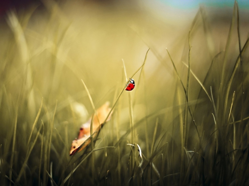 Fondo de pantalla Lady Bug At Meadow 800x600