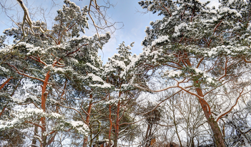 Das Snowy Trees Wallpaper 1024x600